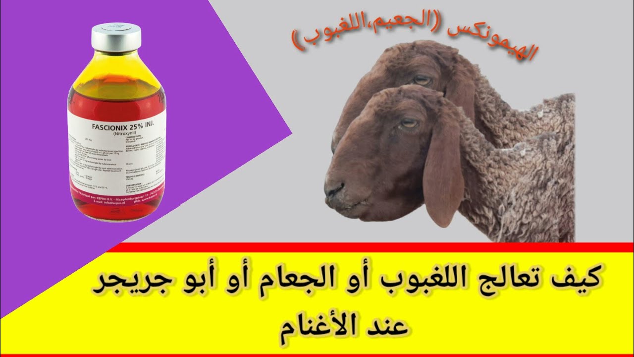علاج فعال للأغنام عند إصابتها بالجعام أو اللغبوب او الهيمونكس (أبو جريجر )