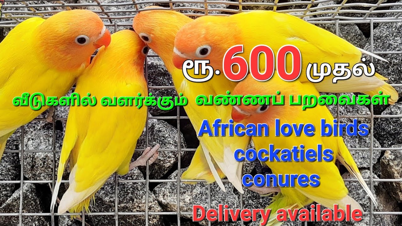 Uzhavan birds farm | Birds Farm Tirupur | Birds sales | African love birds