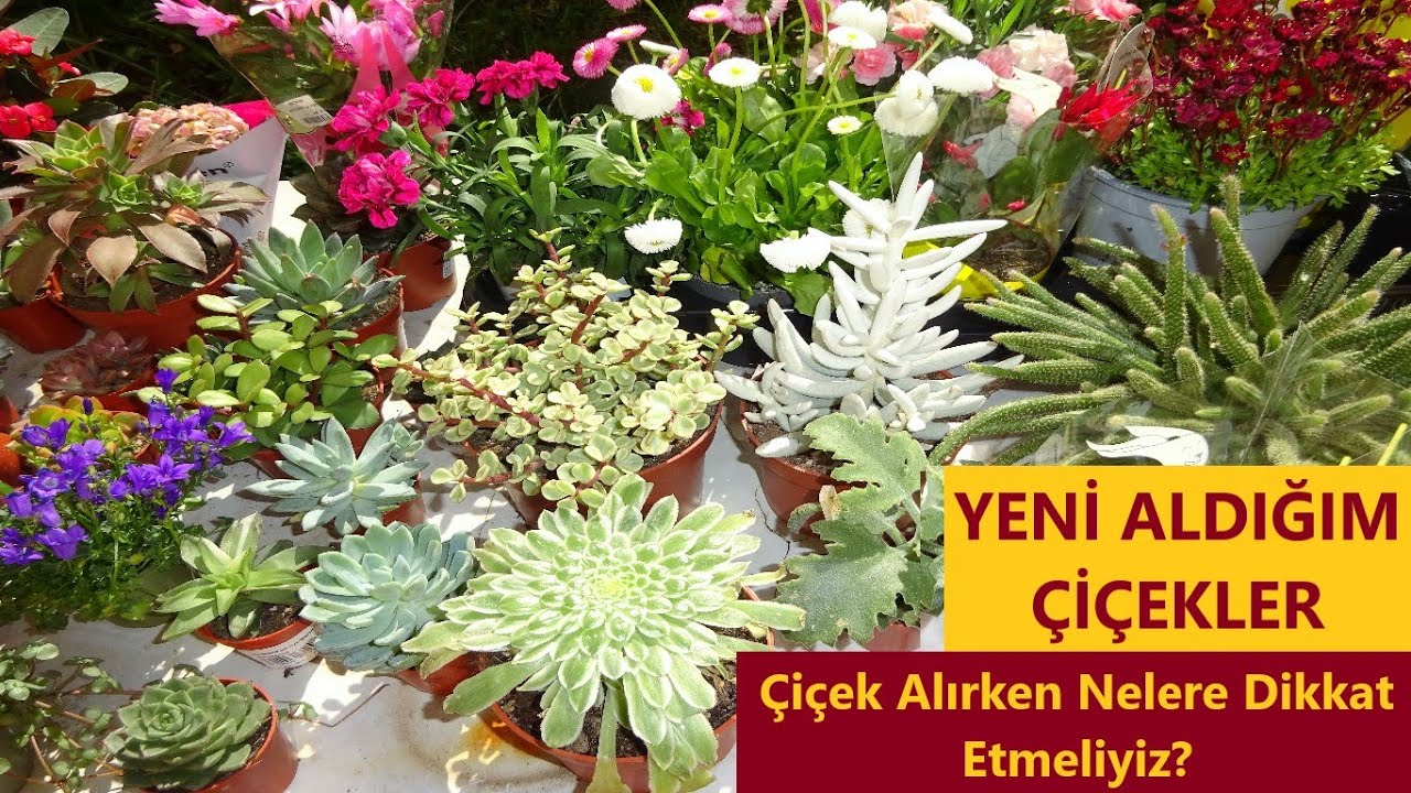 HER TÜRDEN ALDIĞIM RENGARENK ÇİÇEKLER / Özel Tür Orkideler / Alırken Nelere Dikkat Ediyorsunuz? /