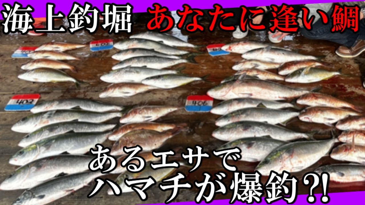 【海上釣堀】 ハマチが爆釣したエサを紹介します あなたに逢い鯛　釣り堀 伊勢志摩つりとも研究所 イセケン iseken