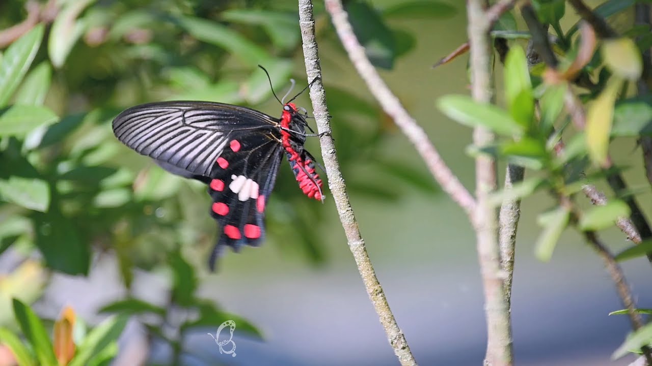 Tranquil Butterfly Flight | Nature Therapy Background Music 🍃 #Butterfly #NatureVideo #relaxing