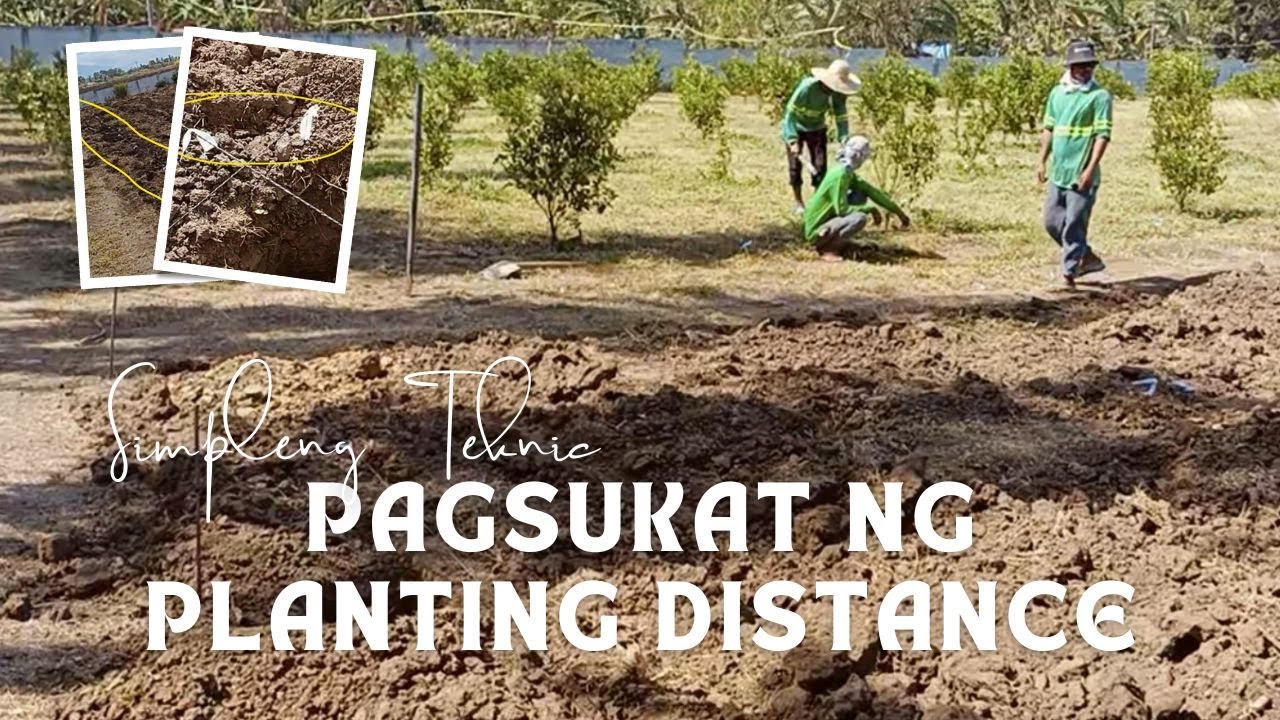 PAANO MAGSUKAT NG TAMANG PLANTING DISTANCE (Calamansi Planting Guide)