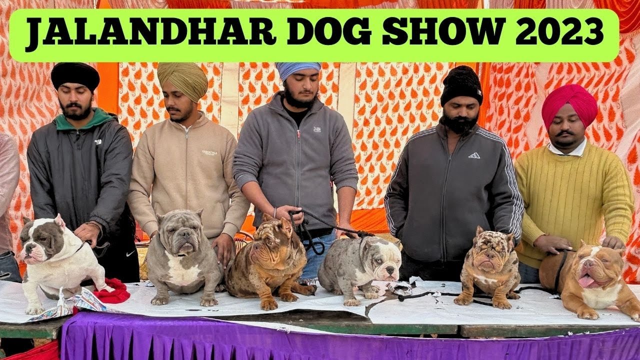 JALANDHAR DOG SHOW 2023 | BIGGEST DOG SHOW IN INDIA