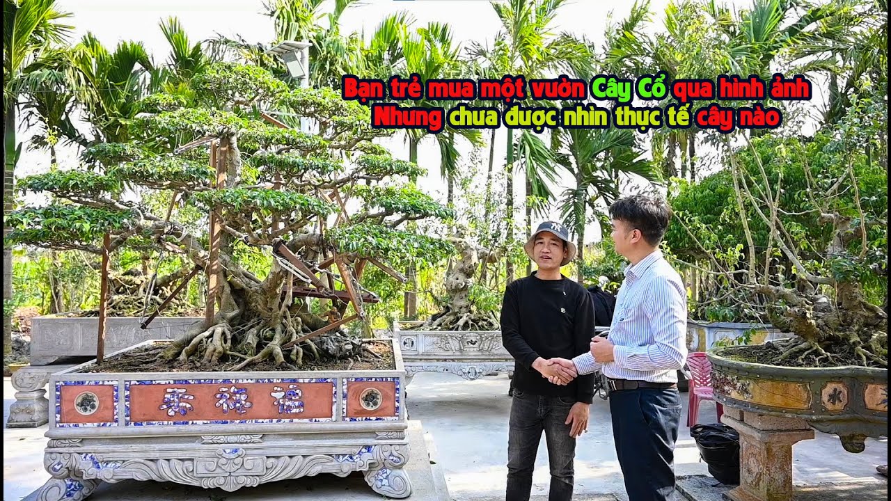 Bạn Trẻ Mua Một Vườn Cây Cổ Qua Hình Ảnh | Nhưng chưa được nhìn thực tế cây nào