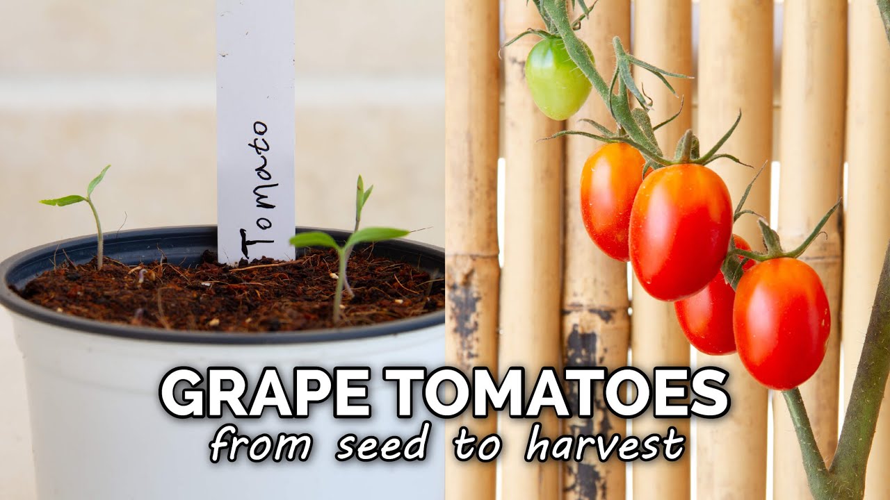 How to Grow Grape Tomatoes at Home | From Seed to Harvest