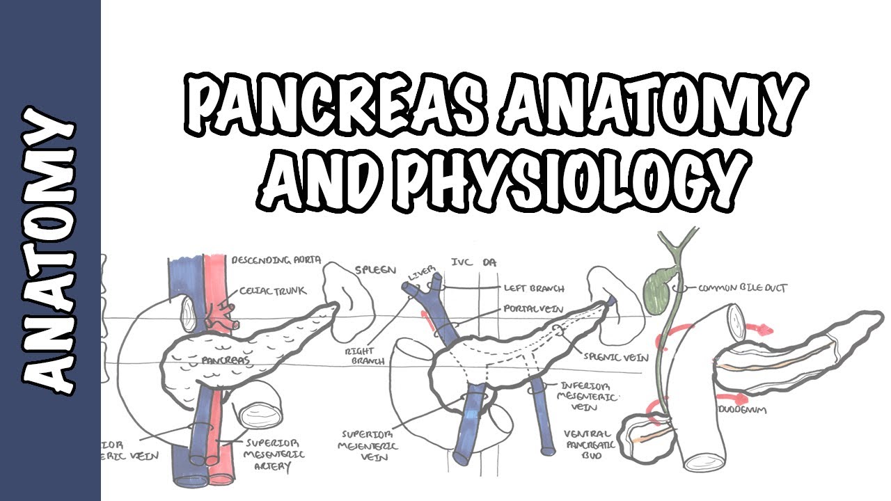 Pancreas Clinical Anatomy and Physiology
