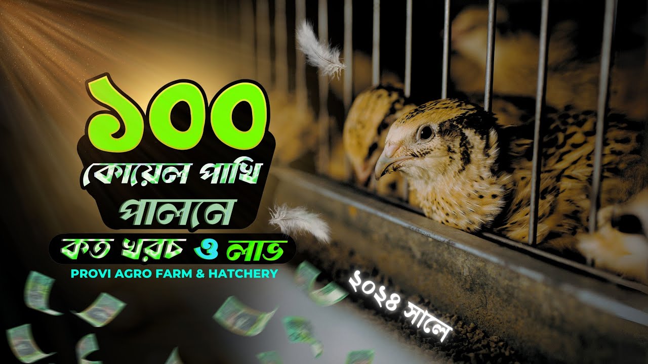 বর্তমানে ১০০ কোয়েল পাখি পালনে লাভ ও খরচ কত ? || Provi Agro Farm & Hatchery
