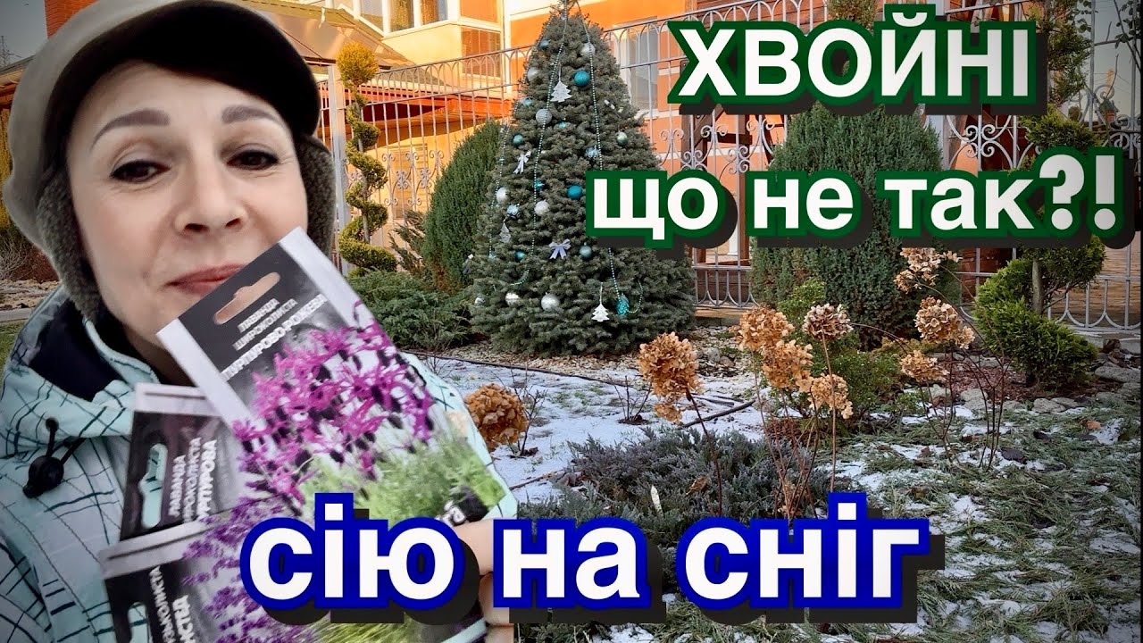 Сію на сніг лаванду. Питання по хвойним. Плани в саду