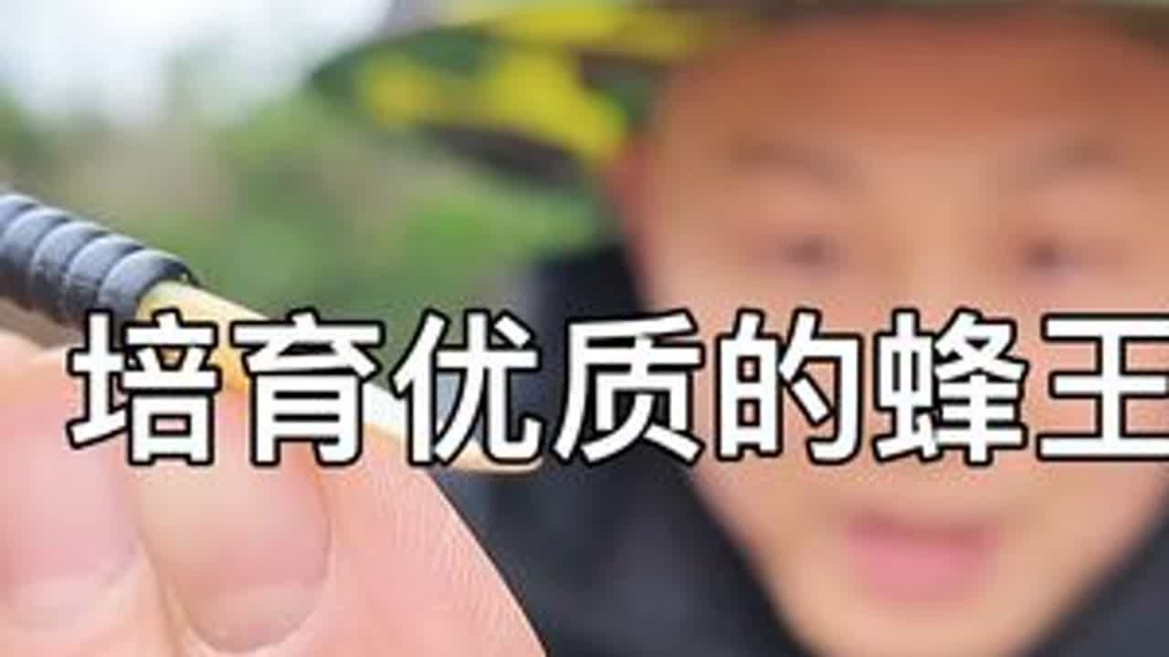 中蜂育王新技术，怎么培育一个优质的蜂王。 #人工育王新技术 #中蜂蜂王 #人工移虫育王 #中蜂养殖技术讲解