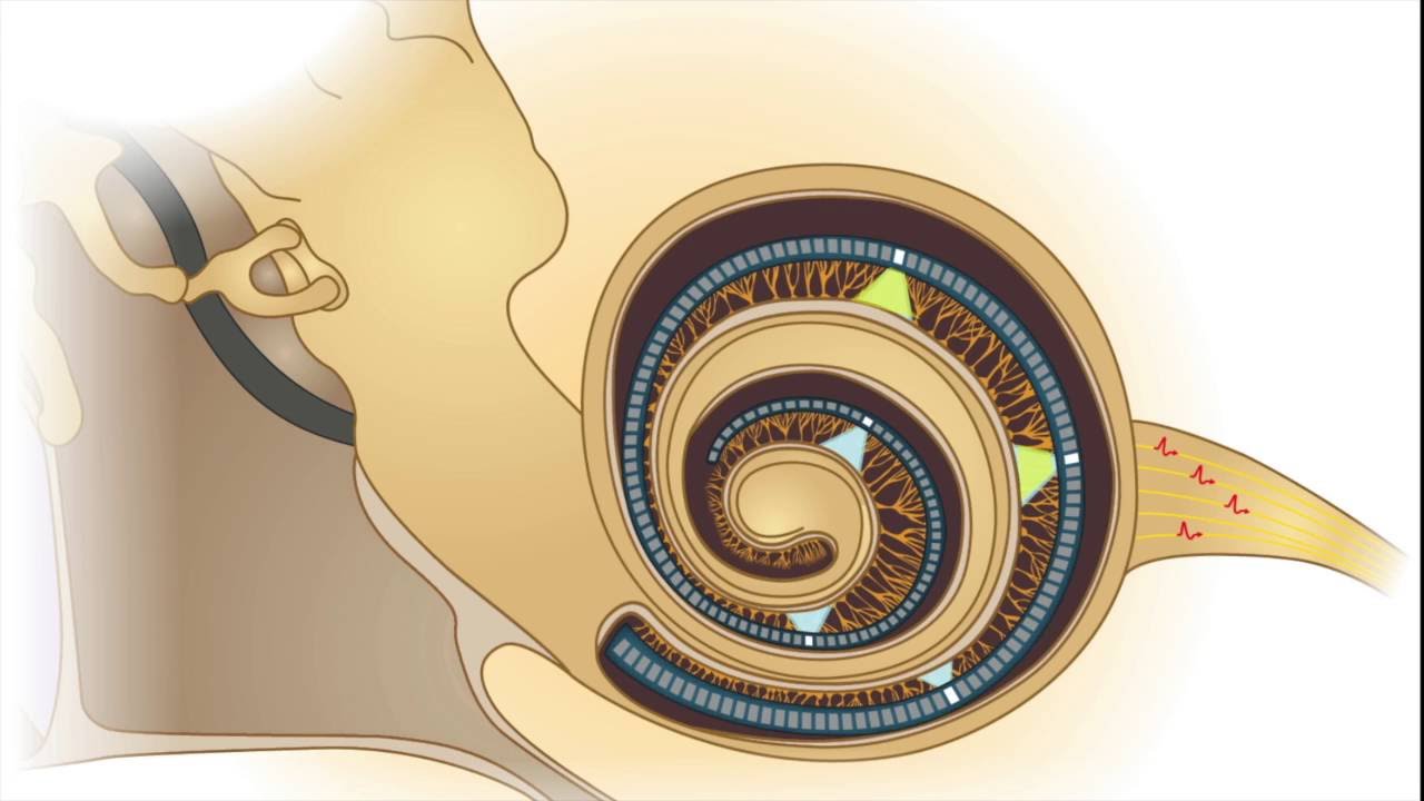 Hören mit Licht - optische Cochlea-Implantate