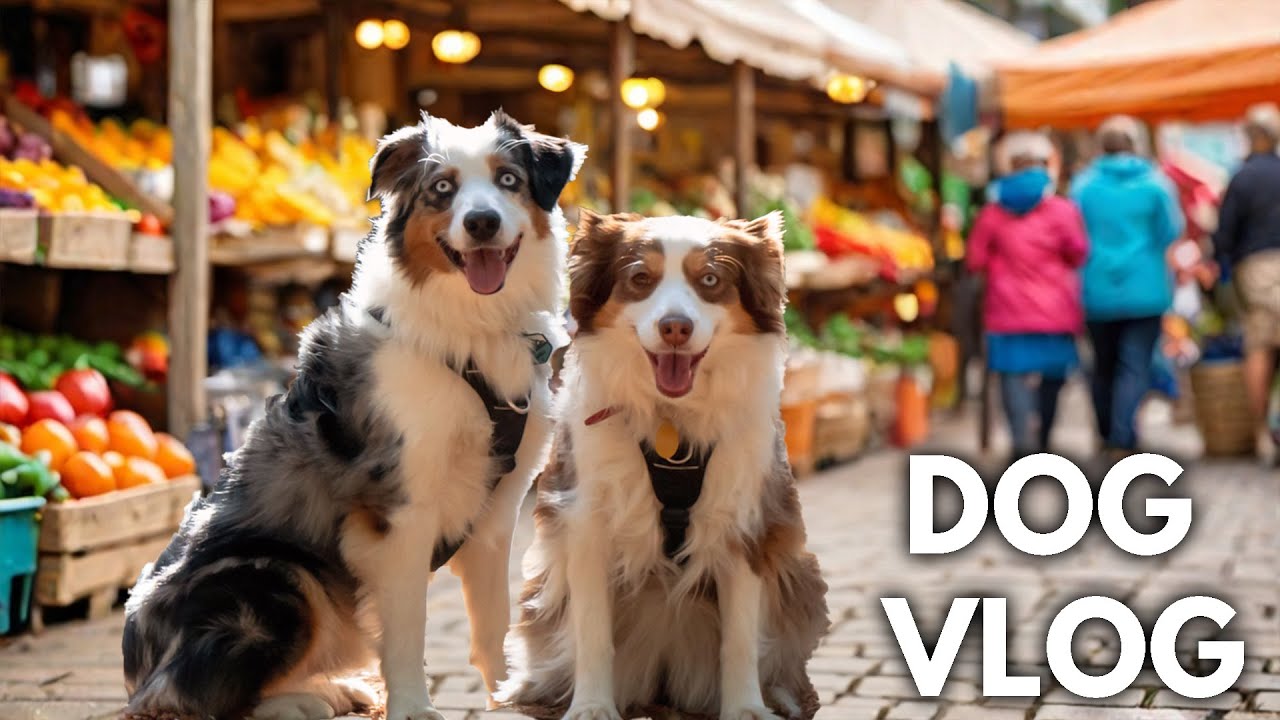 A Day In The Life Of Having 2 Mini Australian Shepherds | Vlog, Farmers Market & Dog Park