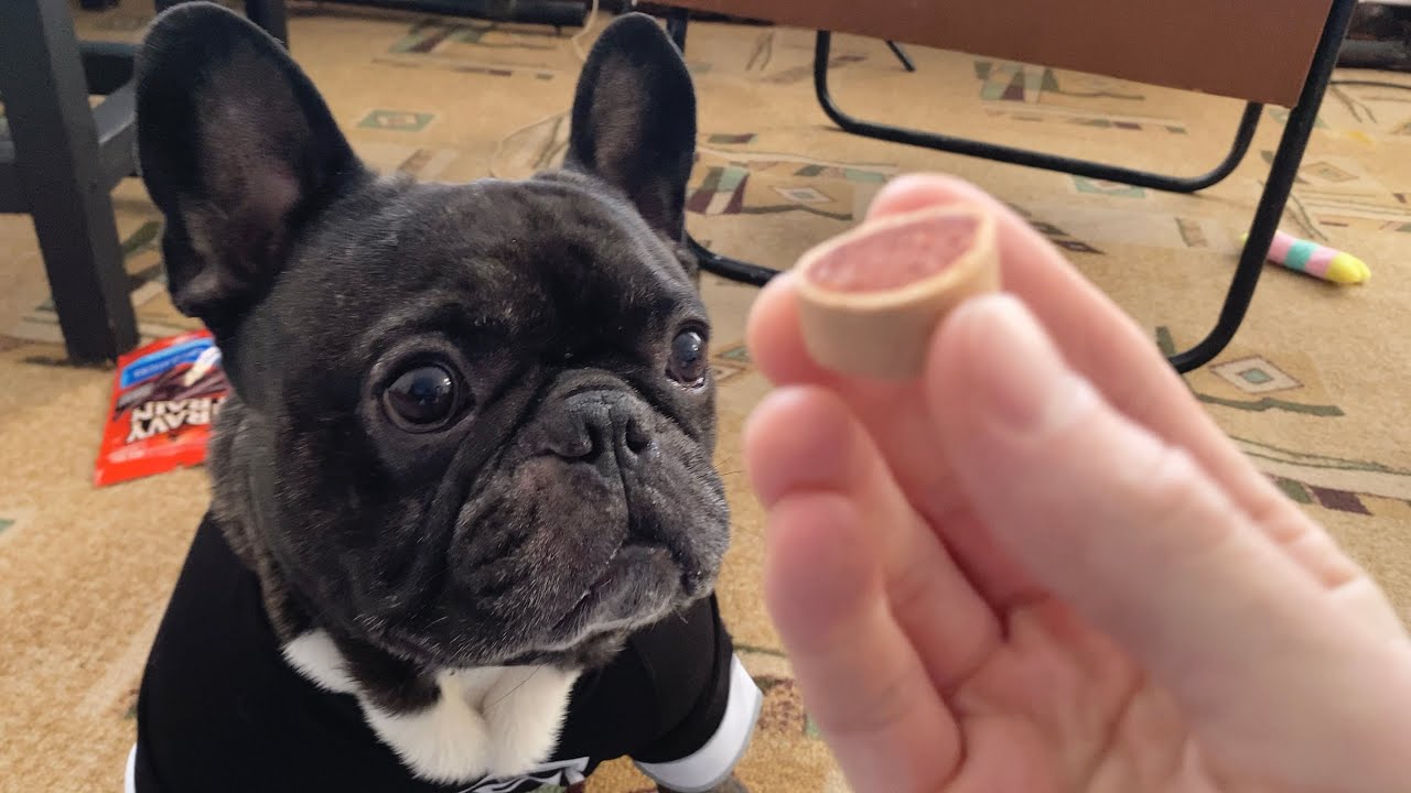 French bulldog opens a parcel from subscribers from LA