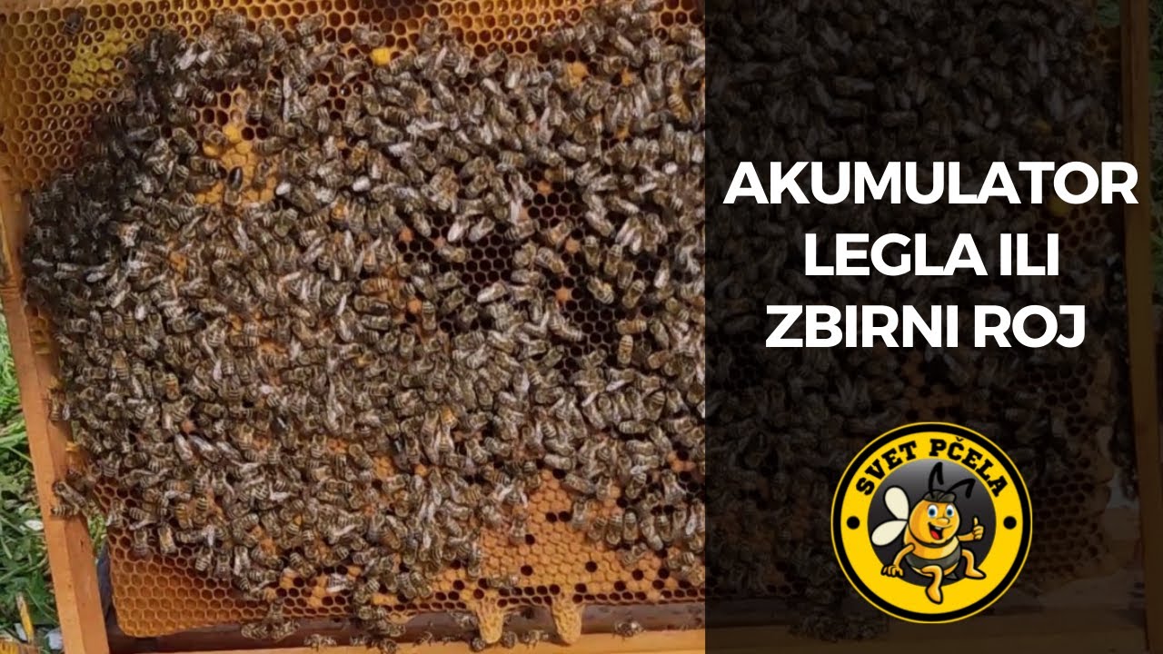 Akumulator legla ili zbirni roj - Pčelarstvo 2022