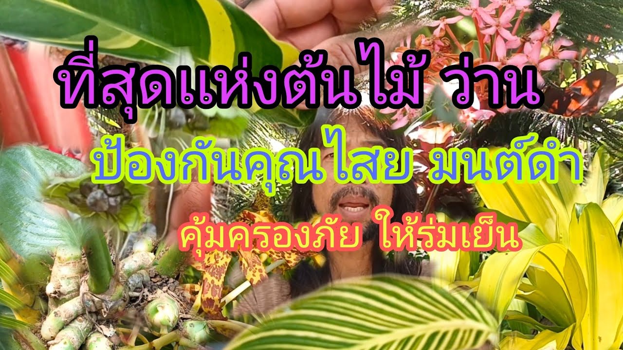 13 ต้นไม้ ว่าน กันภูติผี ปีศาจ และสิ่งอัปมงคล /บ่าว ชาวดง ดึกดำบรรพ์