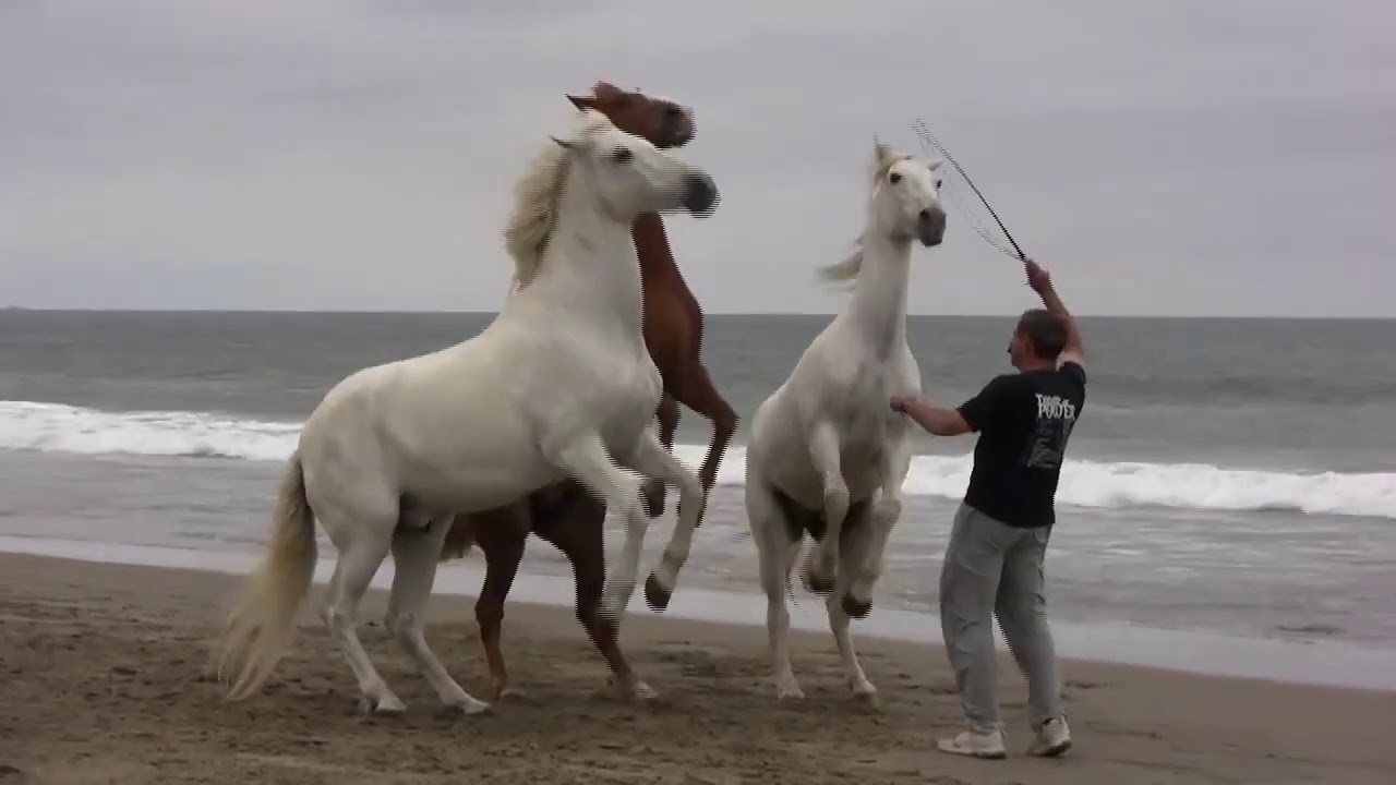 Horses at the Beach at Liberty