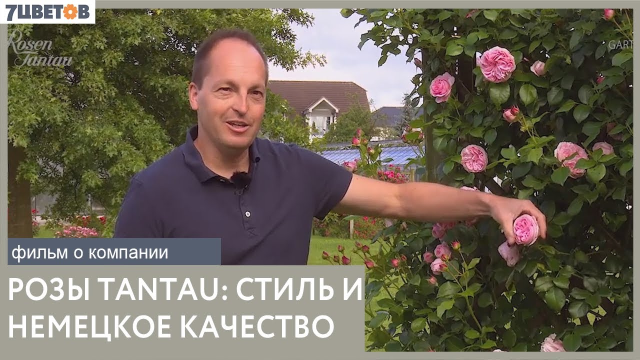 Розы Tantau - стиль и качество немецкого питомника | Фильм о компании