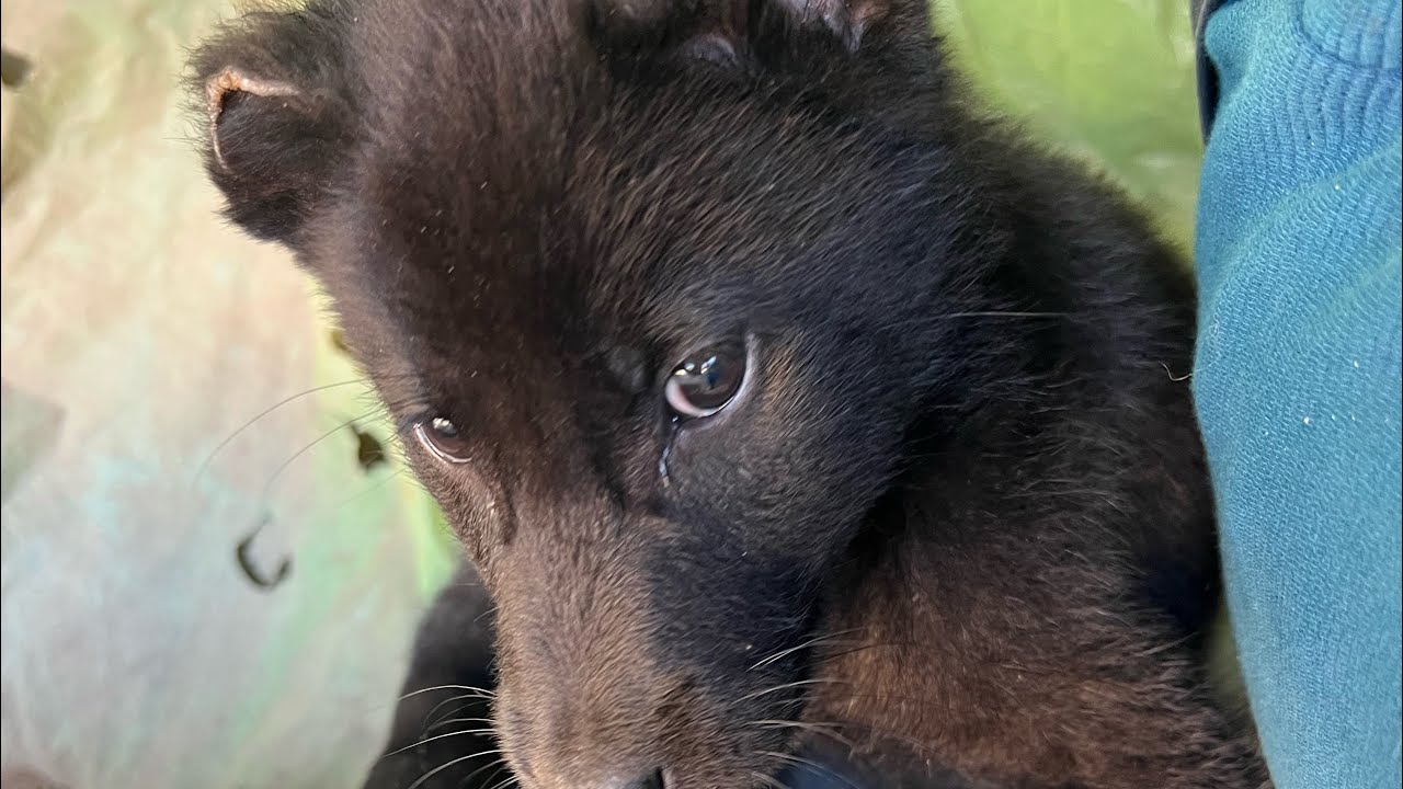 Aggressive Haofa puppy
