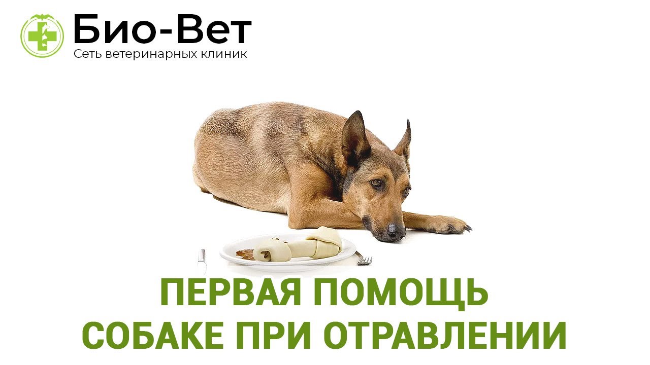 Первая помощь собаке при отравлении 💉/ Био-Вет