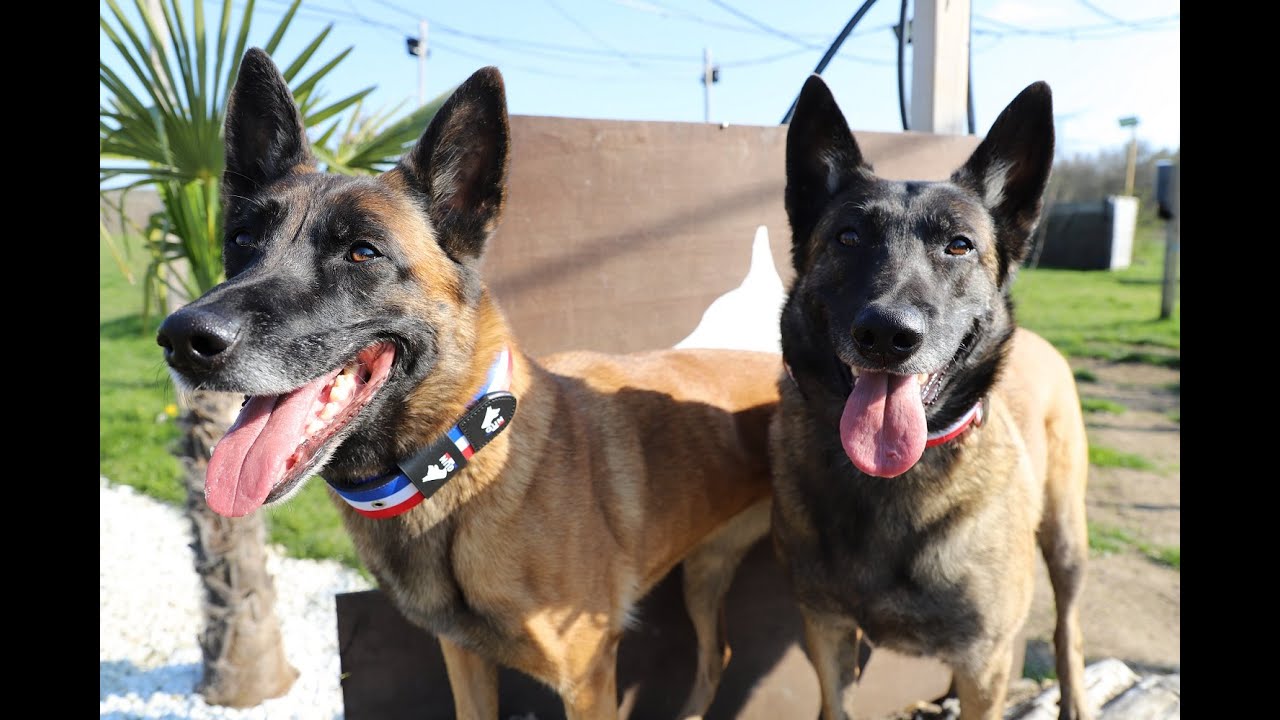 Quelques faits incroyables sur le Malinois !