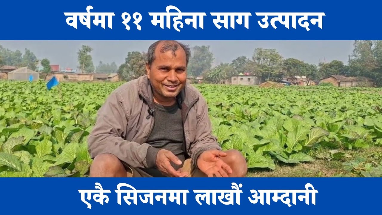 ११ महिना साग उत्पादन | वर्षमा लाखौं आम्दानी | Ramu Oli