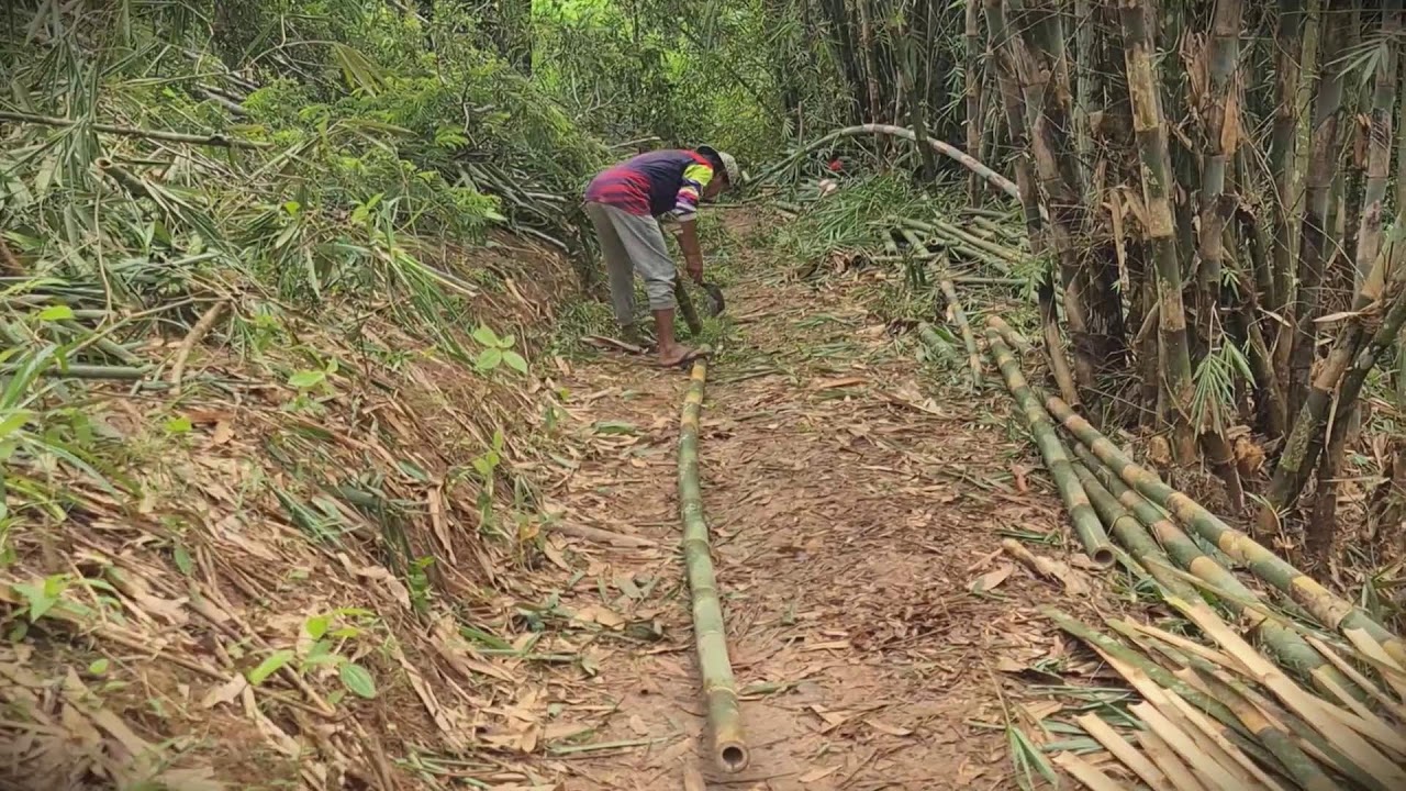 Natural Fencing: Processing Raw Bamboo for Garden Walls _FarmersLife _Shorts