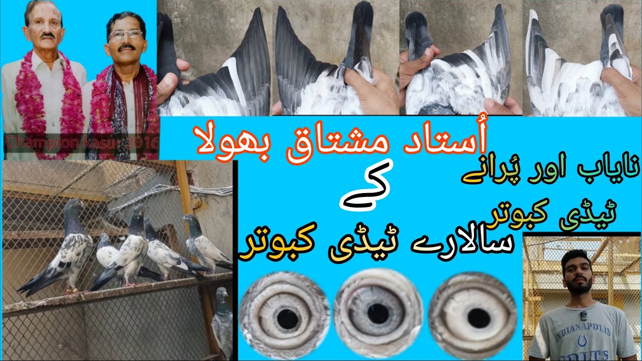 سالارے ٹیڈی||اُستاد مشتاق بھولا کے مین بریڈر ٹیڈی کبوتر||اس طرح کے کبوتر کم ہی دیکھنے کو ملے گے