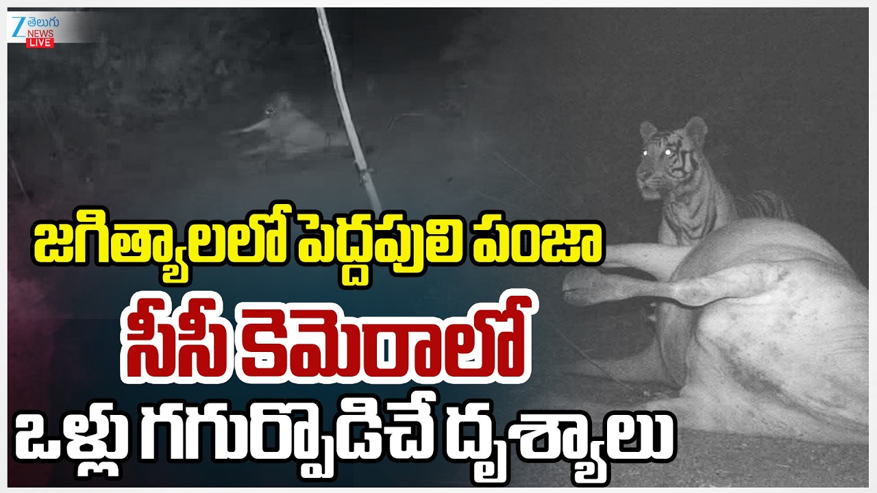 LIVE: Tiger Movement Creates Tension in Jagtial | Tiger Hulchul Video |‪ ZEE Telugu News