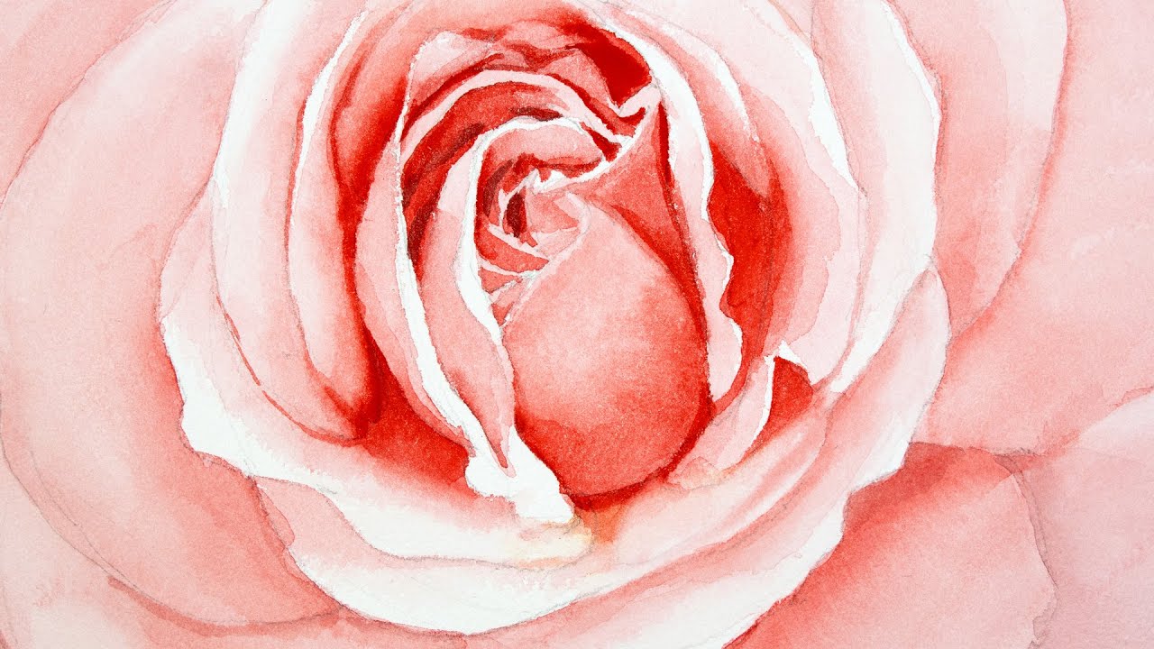 Watercolor painting of a rose starting from drawing - step by step