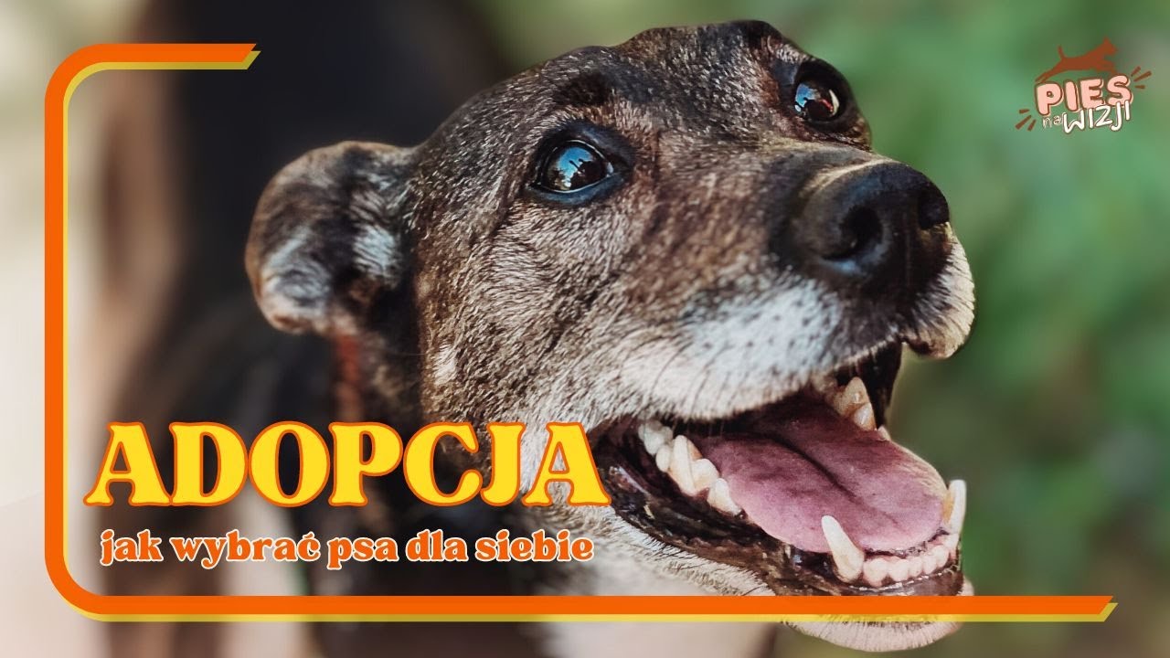 PNW#11 Adopcja - jak wybrać psa dla siebie?