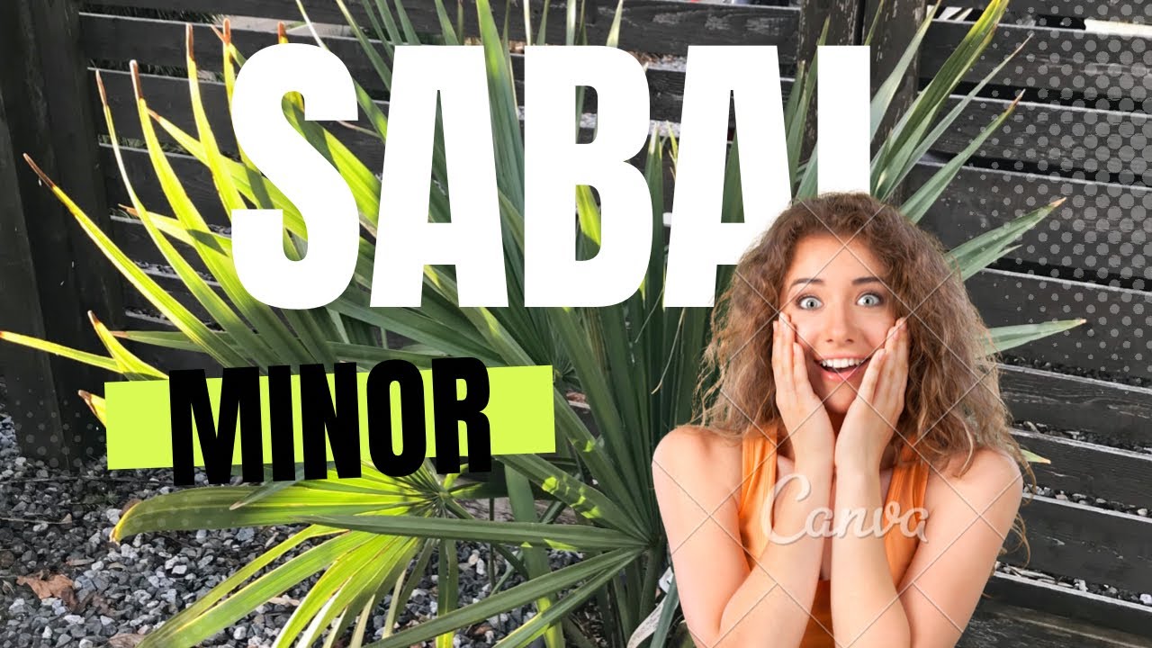 Purchased a beautiful Sabal minor!