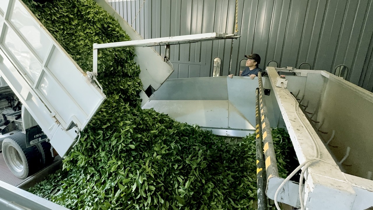 How Green Tea is made and used in Japan