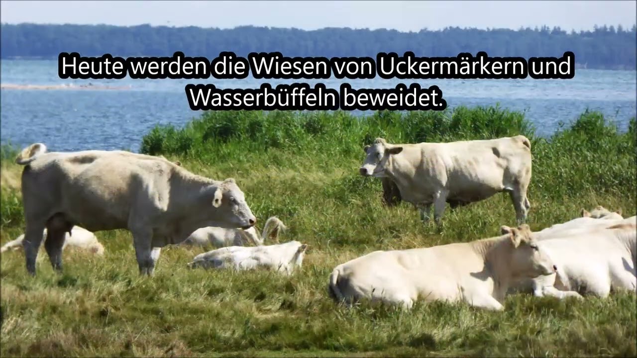 Greifswald Insel Koos / Karrendorfer Wiesen – Bilder/Musik: The Walk Händel HWV578; Musiker Köthen