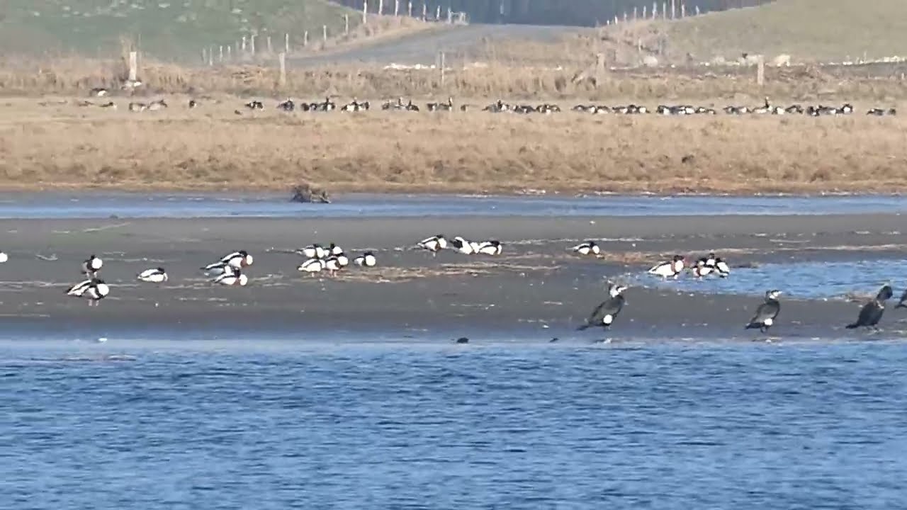 Kormoran Kiebitz Silbermöwe Austernfischer Brandgans Schwan Kormorane Kiebitze Silbermöwen nordsee