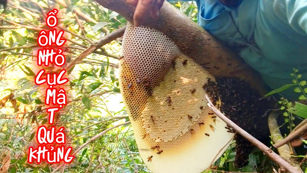 Hành trình ngày thứ 4 tìm kiếm ông mật ở rừng tràm và rừng đước mới 