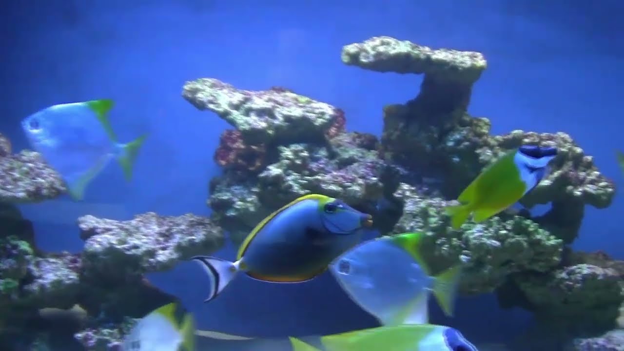 Oceanarium w Międzyzdrojach, ul. Bohaterów Warszawy 16B #polska #2015