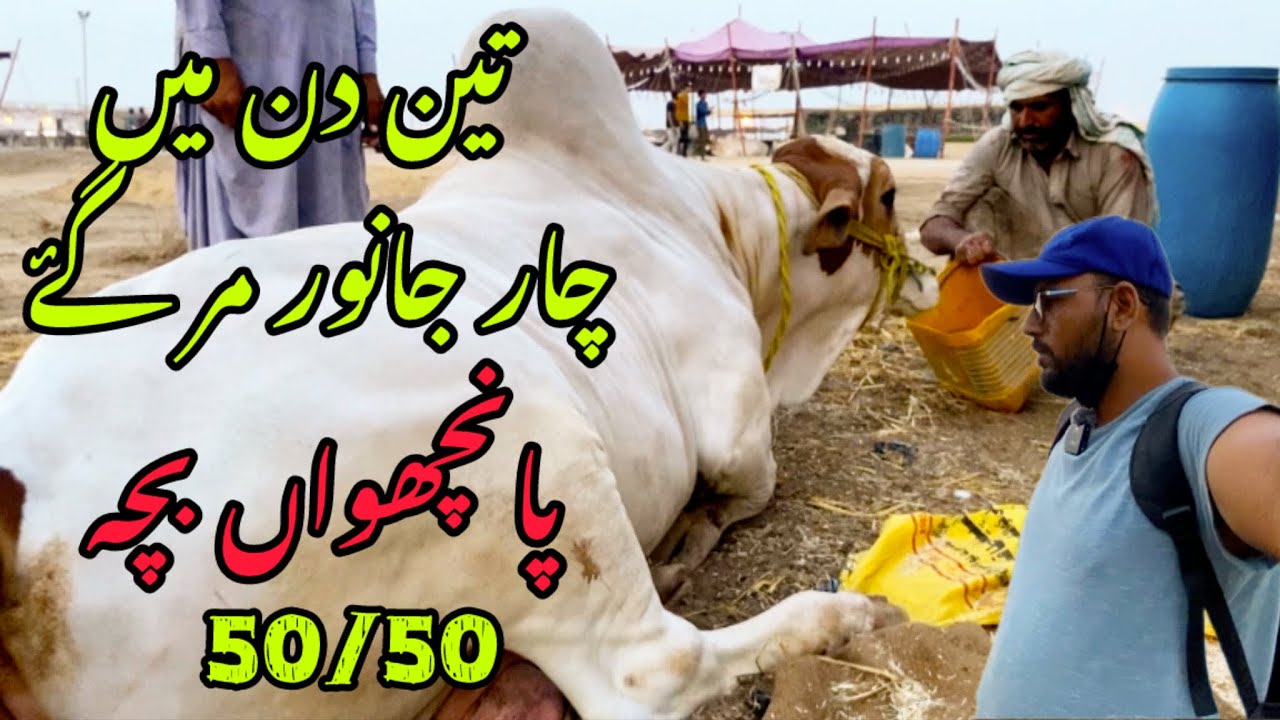 BEOPARI ROAD PY AGYA 😭 HELPING BEOPARI AT NORTHERN BY PASS MANDI | DUSRA GHAR