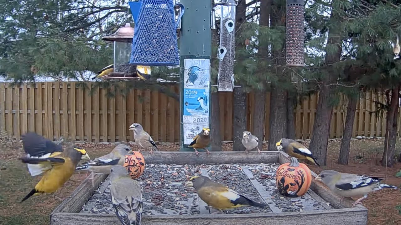 Evening Grosbeaks Crush Seeds At Spooky Ontario FeederWatch Cam Feeders – Oct. 28, 2024