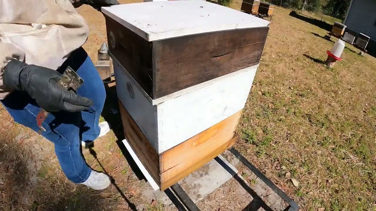 2026 02 08 C's Honey Bees  Its almost time to split