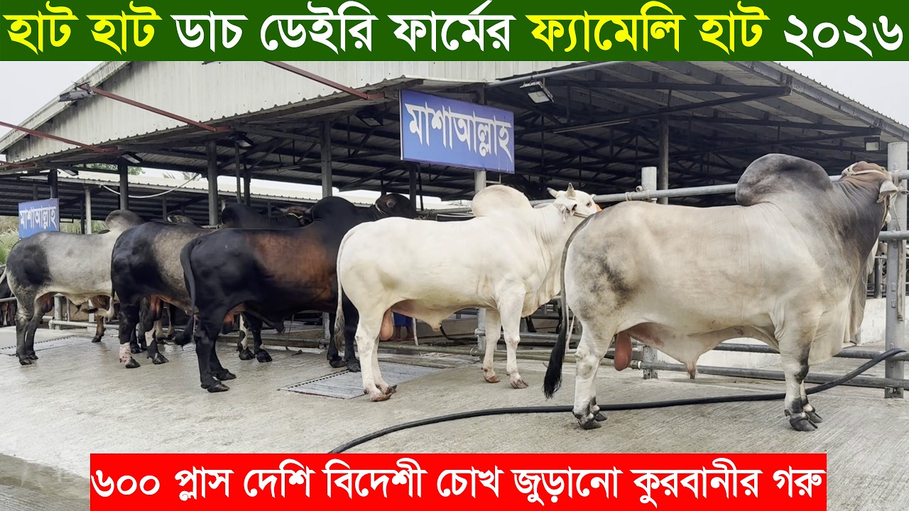 2026 ঈদে ৬০০ প্লাস দেশি বিদেশী ছোট বড় সাইজের কুরবানীর গরু নিয়ে প্রস্তুত মুন্সিগঞ্জের ডাচ ডেইরি ফার্ম