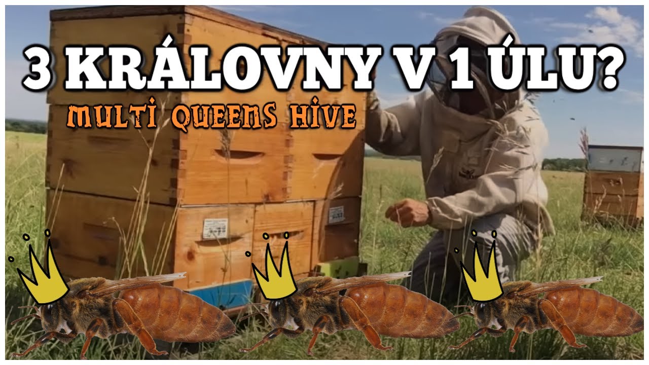 3 královny v 1 úlu? (multi queens hive) - #6 Sleduju včelaře