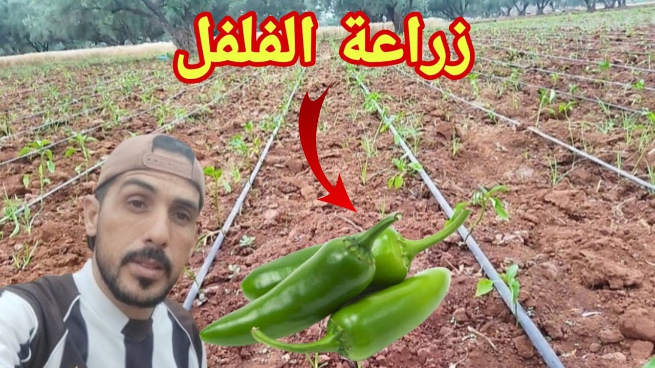 ها كيفاش تزرع فلفلة حلوة او حارة جميع المعلومات والتفاصيل