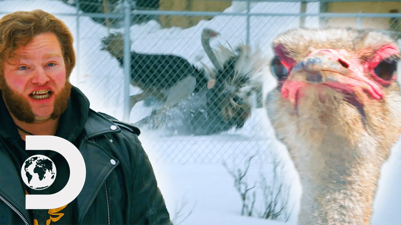 Gabe Loses His Wedding Ring Wrestling An Ostrich! | Alaskan Bush People