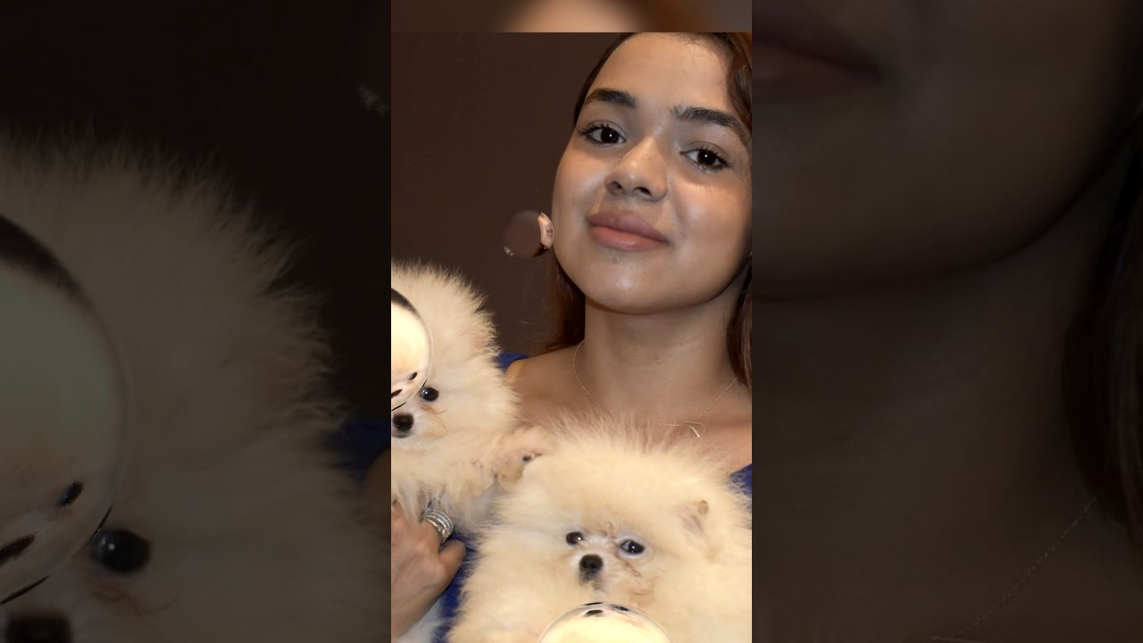 Cute Toy Pom Dog Farm India ❤️