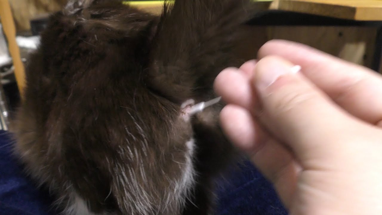 発情期　猫　みーちゃんが甘えに来るので綿棒でおさえ春の季節…