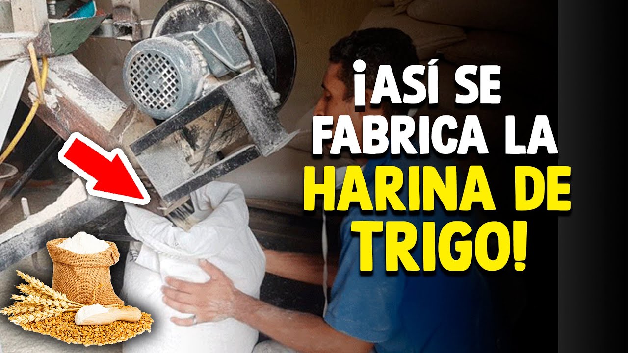 ¿Cómo Se Hace La Harina De Trigo? [Proceso En Fábrica]