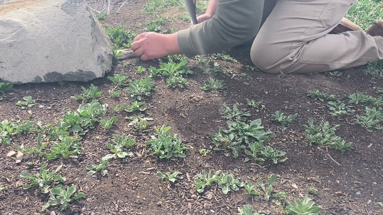 Fire Plow Practice
