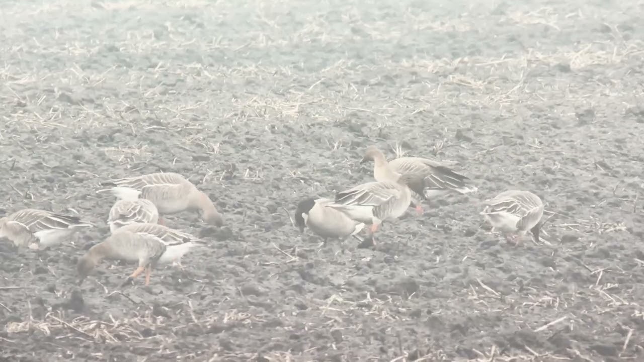 08-02-2026 - Hutchins' Canadese Gans - Buinen (video 2)