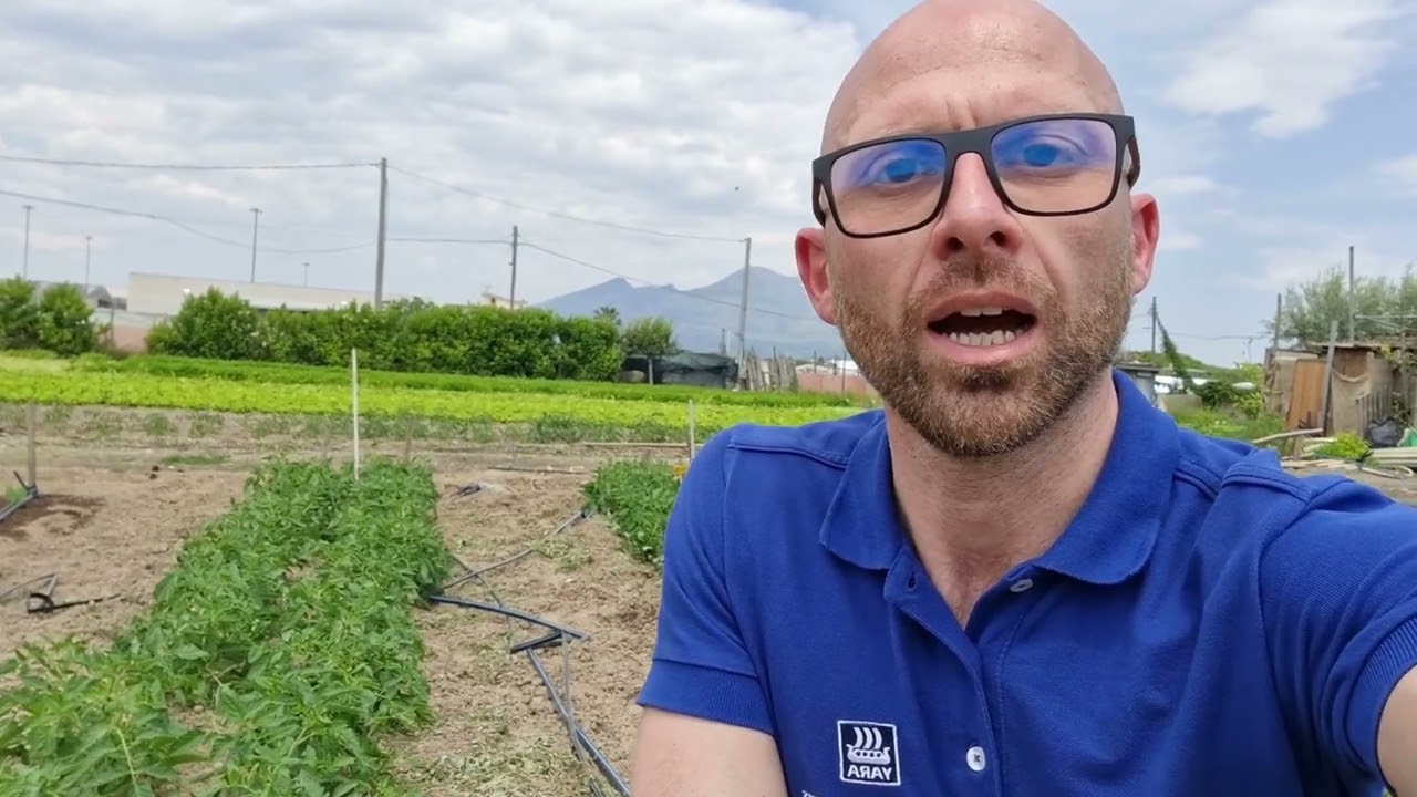 Migliore concime per la concimazione di fondo del pomodoro da industria