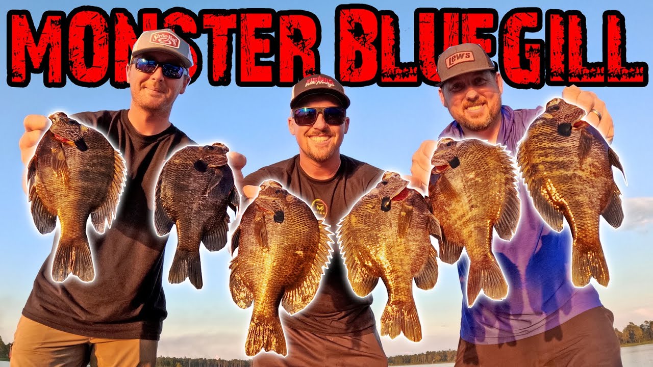 MONSTER Bluegill Fishing! Catch Tons of BIG BLUEGILL! (INSANE)