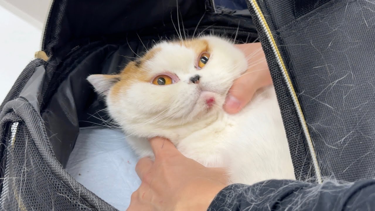 【緊急】猫の顎に異変が...急遽病院に行きました